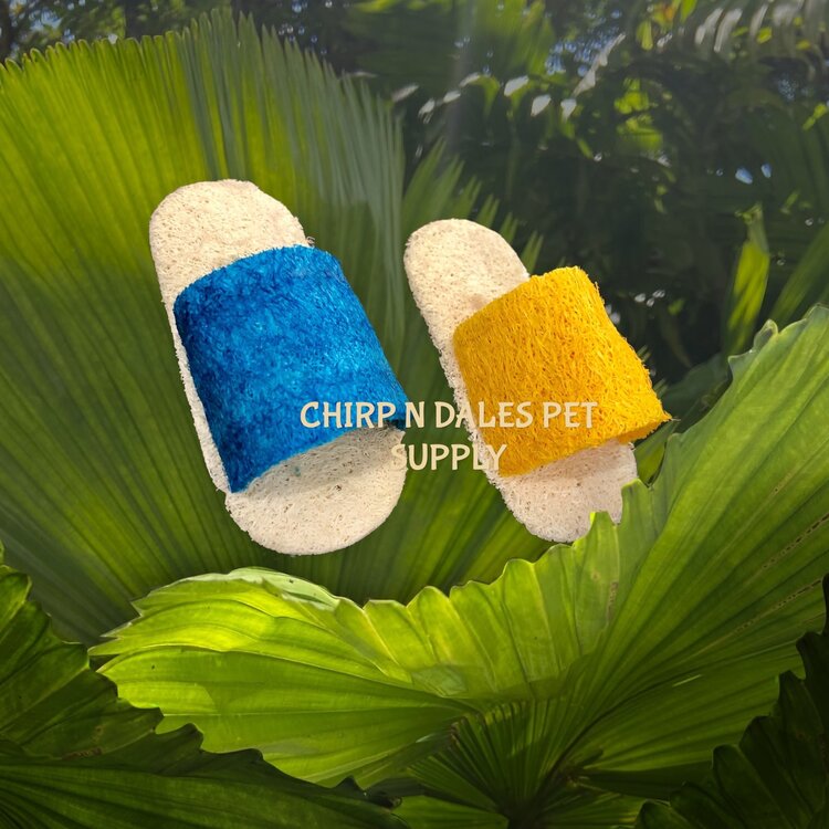 trixie Loofa Sandals (3 1/2"Long  x 1 1/2"Wide  x 1 1/4" High)