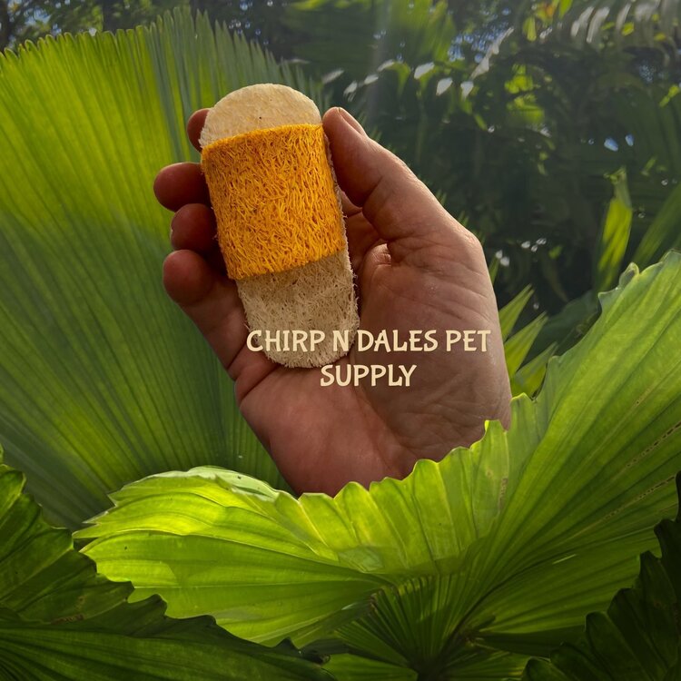 trixie Loofa Sandals (3 1/2"Long  x 1 1/2"Wide  x 1 1/4" High)