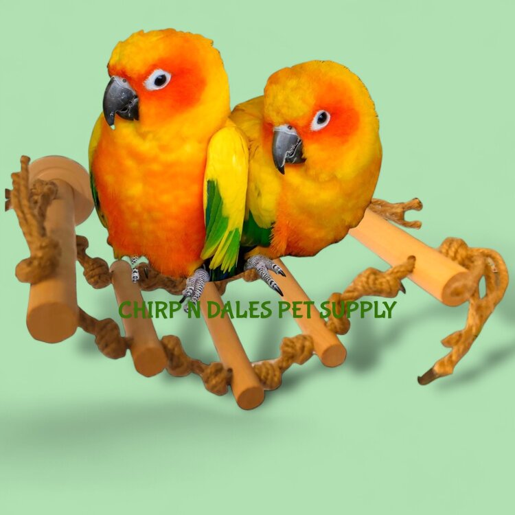 Jolly Jungle Jolly Jungle Wood Ladder Perch  8" Long by 6.75" Wide.