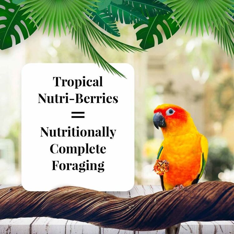 Lafeber's Lafeber  Tropical Fruit Nutri-Berries For Conures 10 OZ