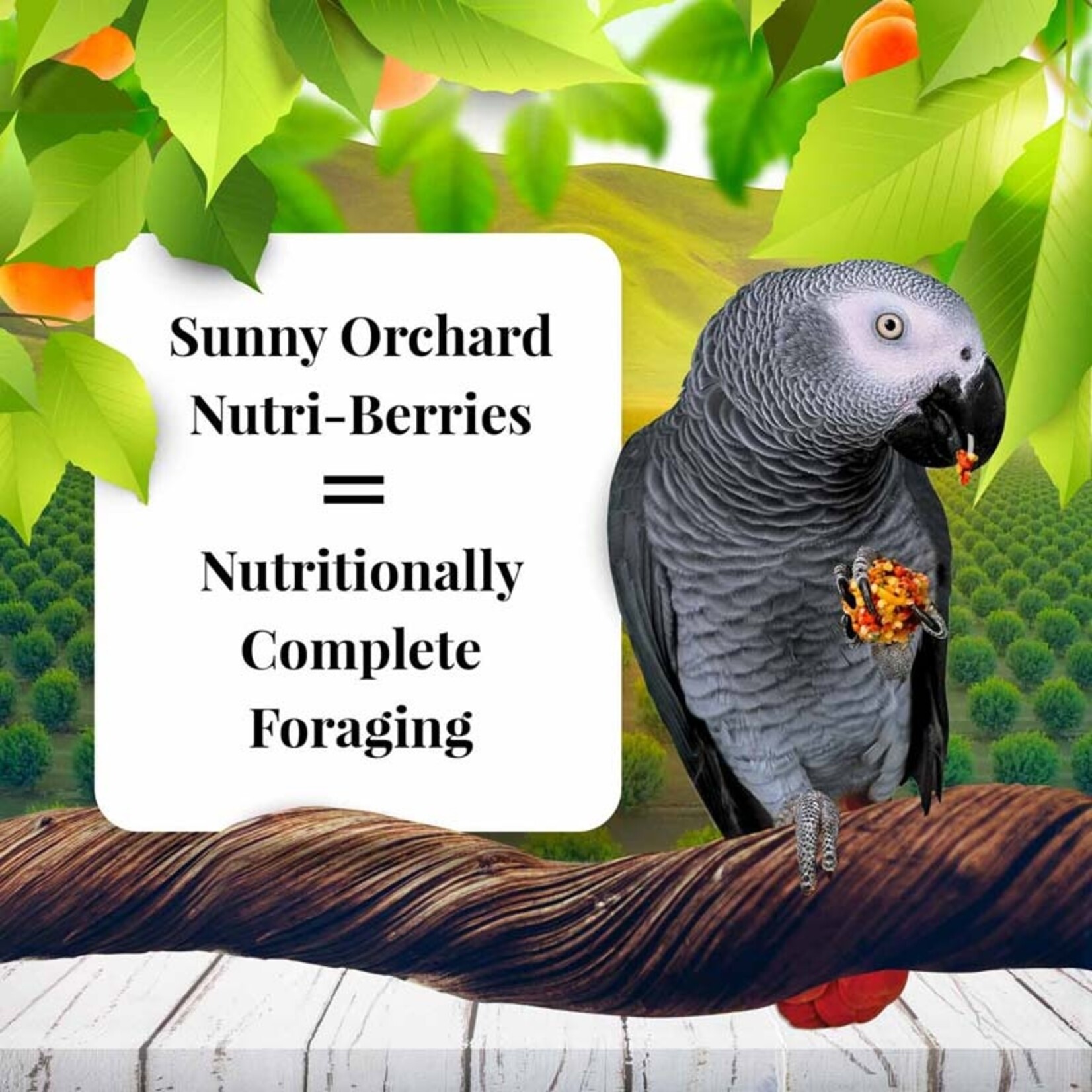 Lafeber's Lafeber Nutri-Berries Sunny Orchard Parrot (10oz)