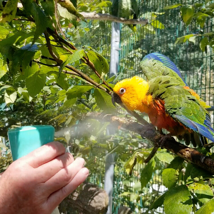 Hari HARI Feather Mister - 500 ml capacity - Teal