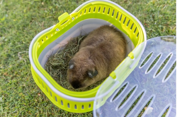 trixie TRIXIE Transport Box, Pico 30 × 21 × 23 cm (Assorted Colors)