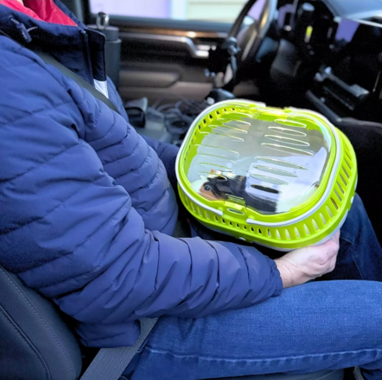 trixie TRIXIE Transport Box, Pico 30 × 21 × 23 cm (Assorted Colors)