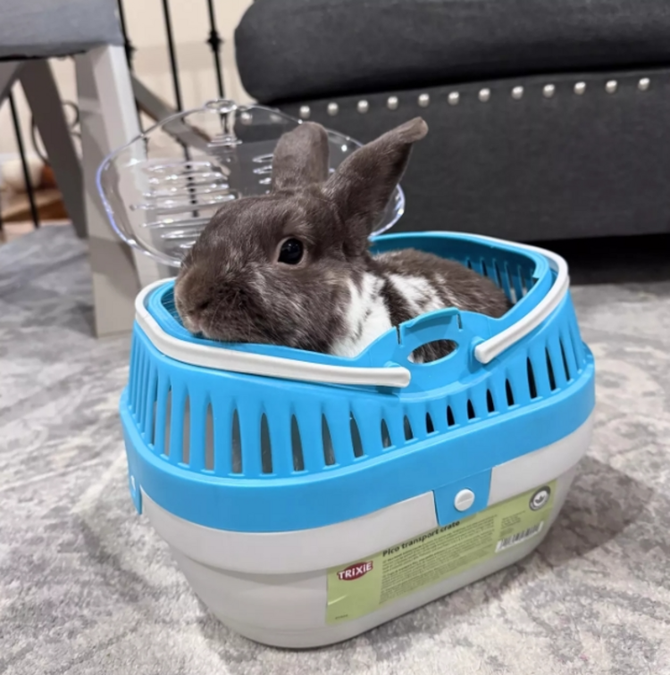 trixie TRIXIE Transport Box, Pico 30 × 21 × 23 cm (Assorted Colors)