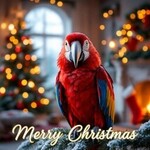 CHRISTMAS COLLECTION