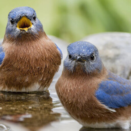 BATHING/SHOWER