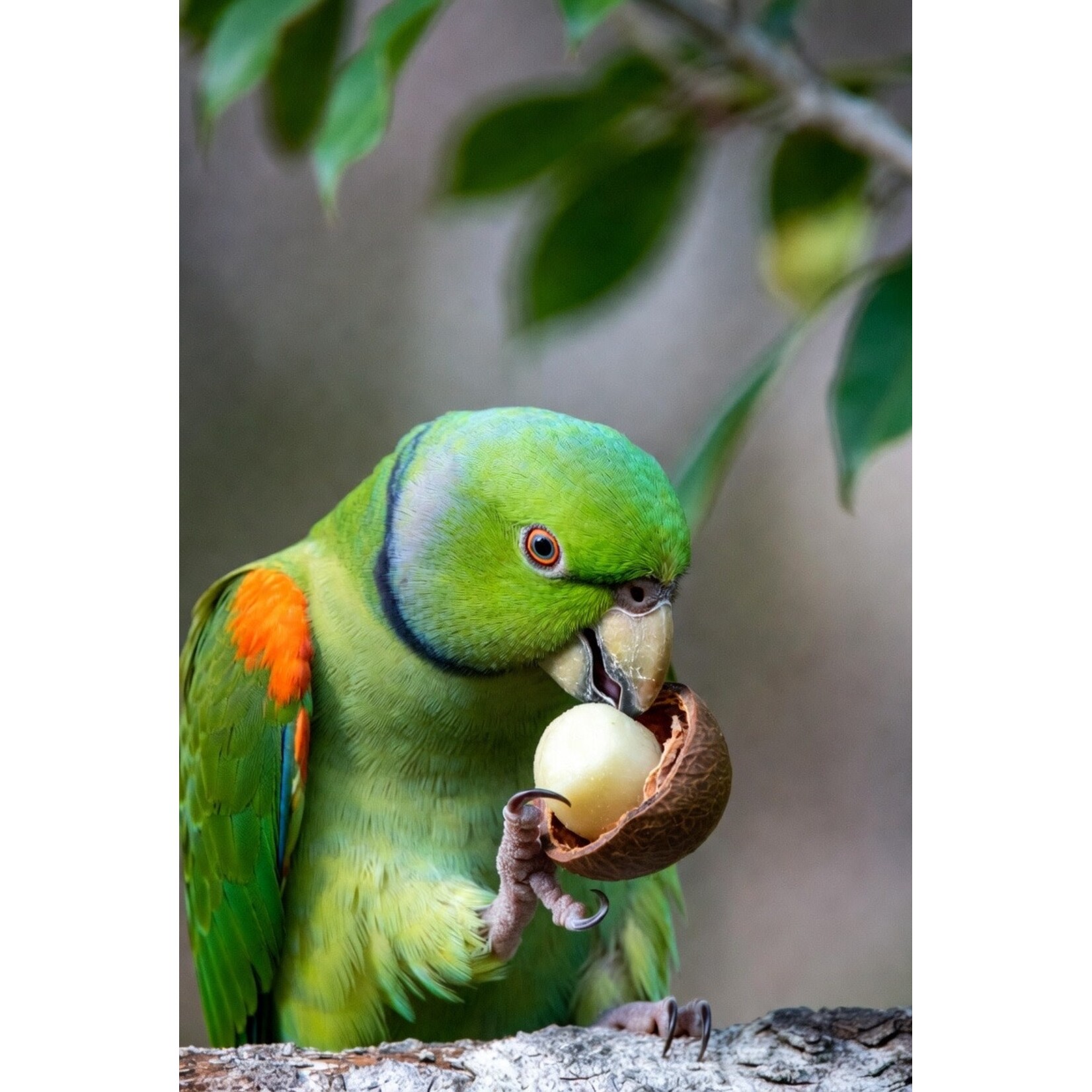 My Rewards My Rewards Macadamia Nuts 90g