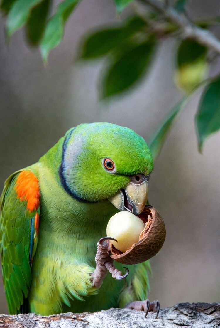 My Rewards My Rewards Macadamia Nuts 90g