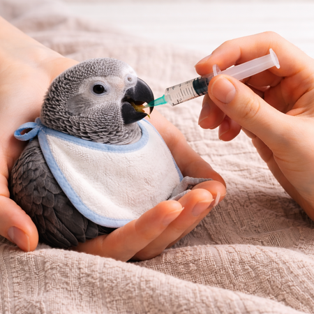 HAND FEEDING FORMULAS