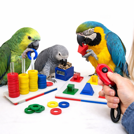 EDUCATIONAL TOYS/TRAINING