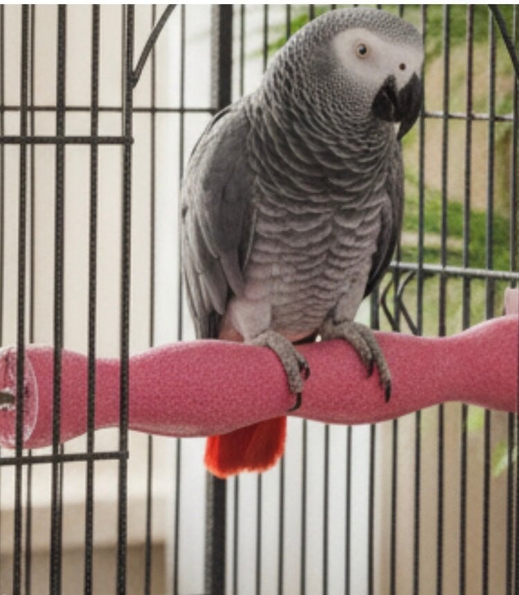 GP Pedicure Perch Large