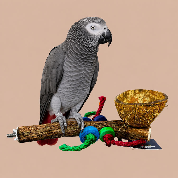 Beak Joy Parrot Toys Natural Wood Perch With Half Coconut Cage Mount Medium Parrots 12 x 5"