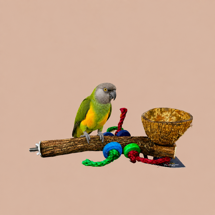 Beak Joy Parrot Toys Natural Wood Perch With Half Coconut Cage Mount Medium Parrots 12 x 5"