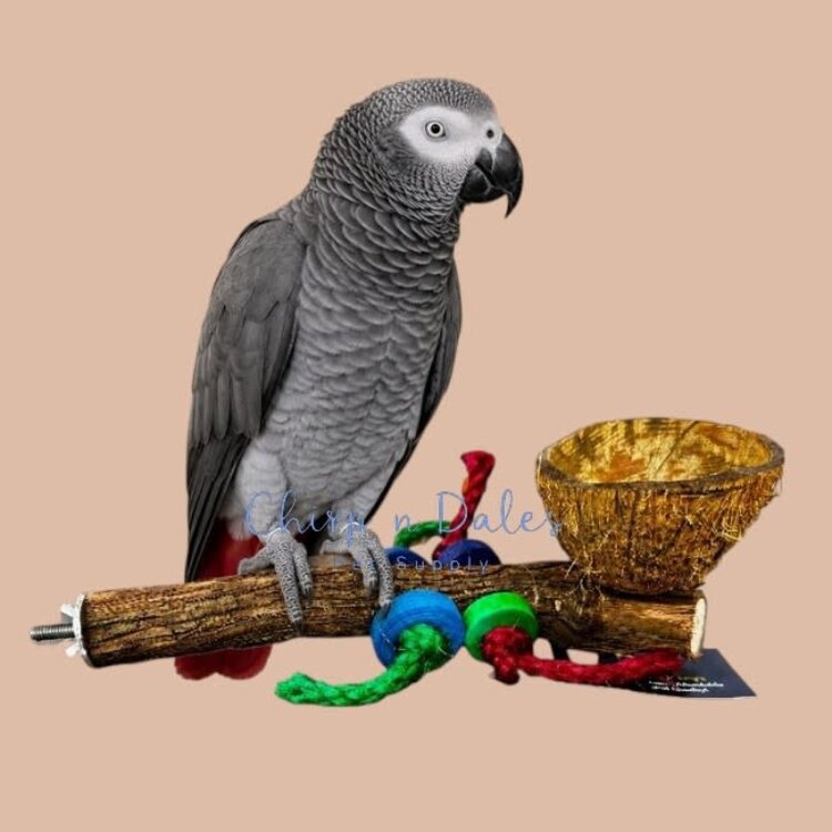 Beak Joy Parrot Toys Natural Wood Perch With Half Coconut Cage Mount Medium Parrots 12 x 5"
