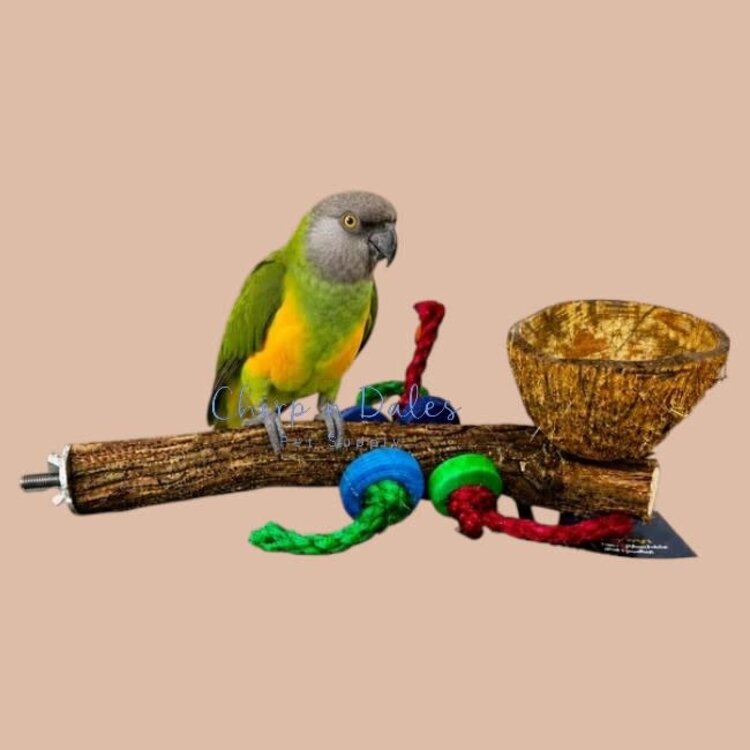 Beak Joy Parrot Toys Natural Wood Perch With Half Coconut Cage Mount Medium Parrots 12 x 5"