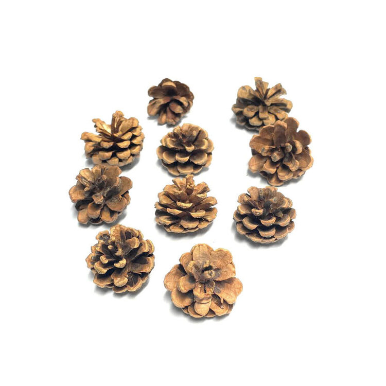 Jolly Jungle NATURAL PINE CONE CHEW & FORAGING TOY FOR PARROTS – APPROX. 3"