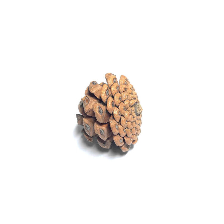 Jolly Jungle NATURAL PINE CONE CHEW & FORAGING TOY FOR PARROTS – APPROX. 3"