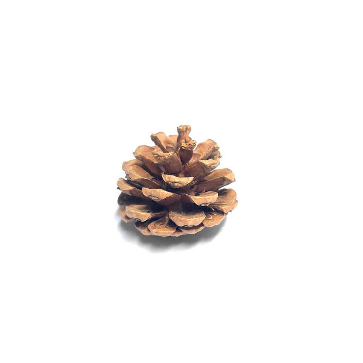Jolly Jungle NATURAL PINE CONE CHEW & FORAGING TOY FOR PARROTS – APPROX. 3"