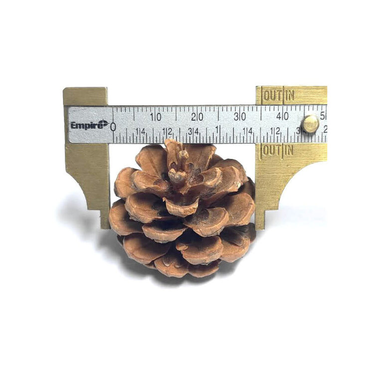 Jolly Jungle NATURAL PINE CONE CHEW & FORAGING TOY FOR PARROTS – APPROX. 3"