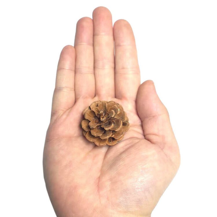 Jolly Jungle NATURAL PINE CONE CHEW & FORAGING TOY FOR PARROTS – APPROX. 3"