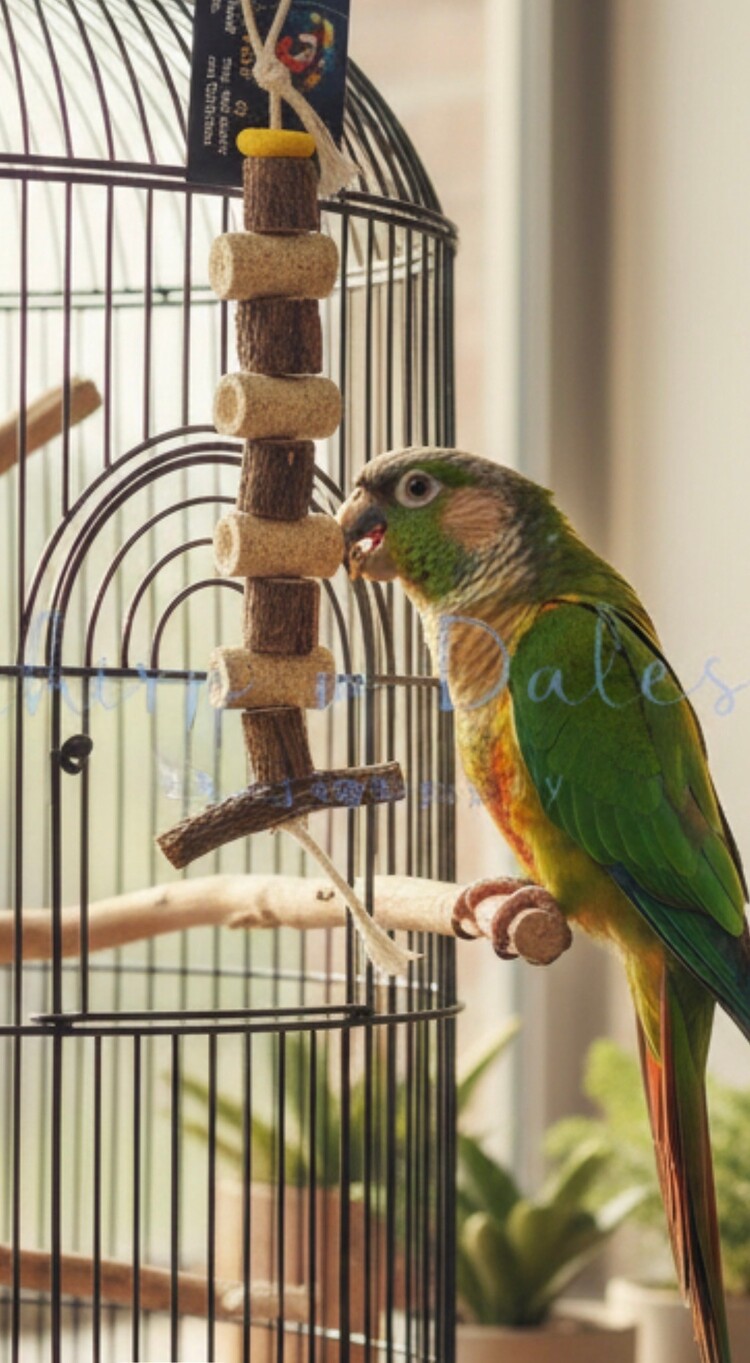 Beak Joy Parrot Toys CORK & VINE WOOD CHEW TOY FOR MEDIUM SMALL PARROTS 10" X 3"