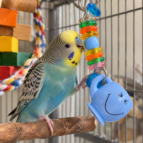 Bonkers BONKERS BIRD TOYS CHEEP CUPS