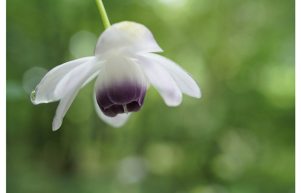 Sony FE 50mm F2.8 Macro Lens