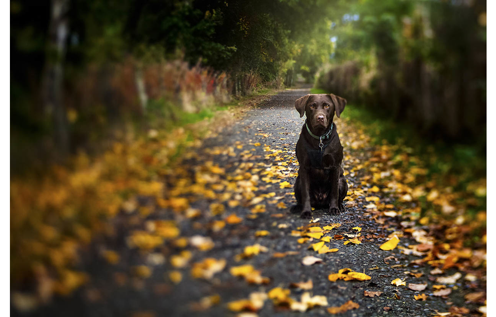 Lensbaby Composer Pro II w/ Edge 50 Canon