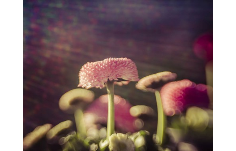 Lensbaby Composer Pro II w/Sweet 50 Fuji