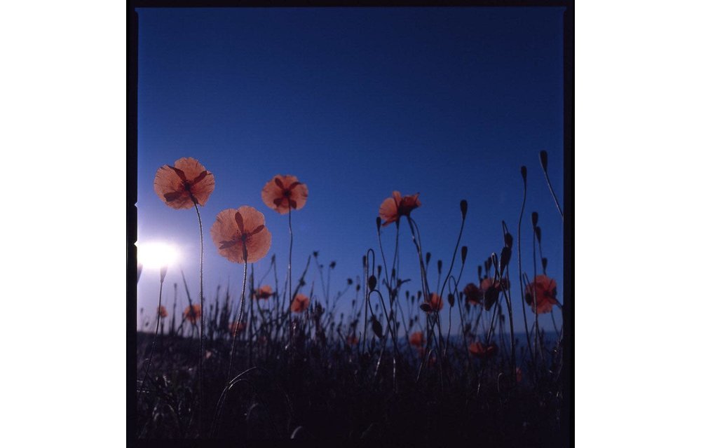 KODAK PROFESSIONAL EKTACHROME E100 Film / 120 SINGLE ROLL
