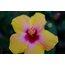 Fujinon XF 35MM F/1.4
