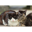 Fujinon XF 55-200mm F3.5-4.8 R LM OIS Lens