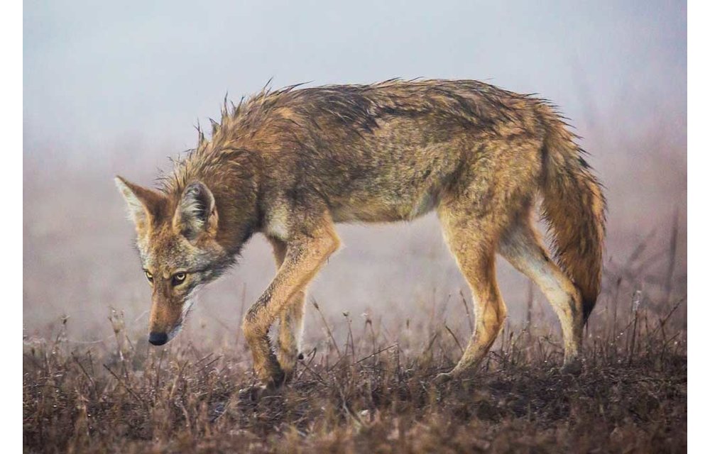 Photographing Bay Area Wildlife of All Sizes