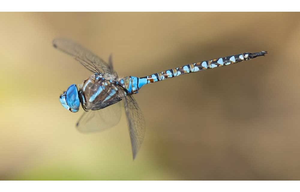 Photographing Bay Area Wildlife of All Sizes
