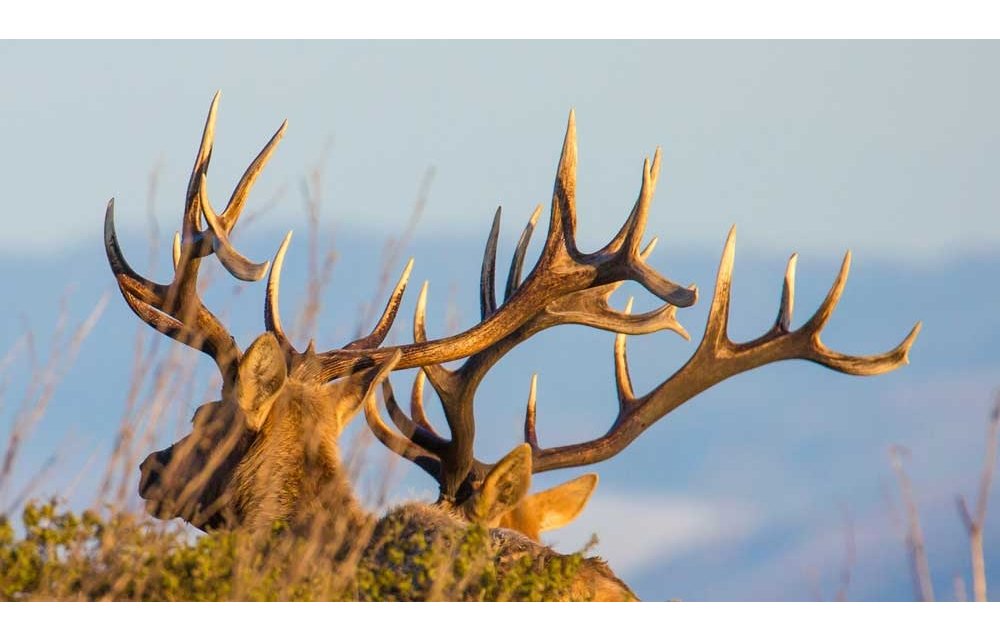 Photographing Bay Area Wildlife of All Sizes