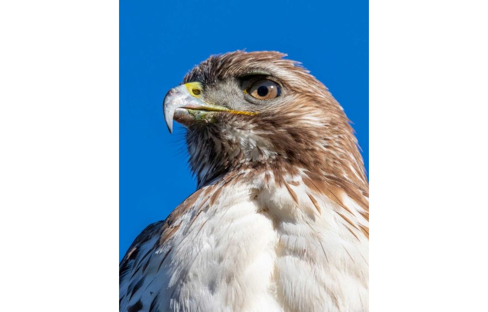 Photographing Bay Area Wildlife of All Sizes