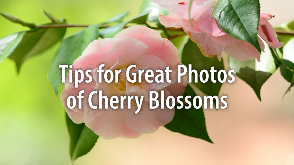 Tips for Taking Great Photos of Cherry Blossoms by Nikon's Diane Berkenfeld
