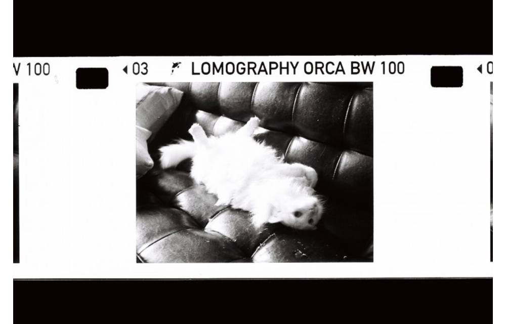 Lomography Orca 110 B&W film - single roll