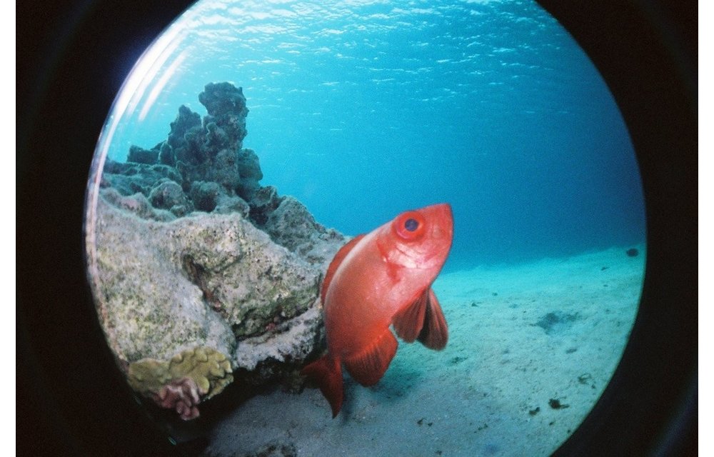 Fisheye Submarine H2O housing *CLEARANCE/FINAL SALE*
