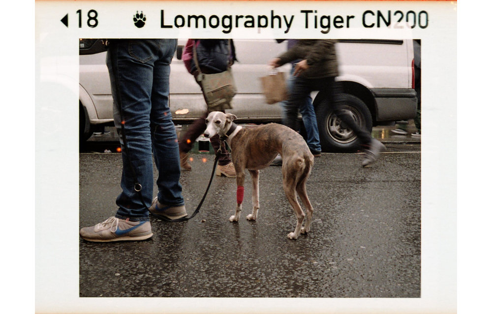 Lomography Color Tiger 110 film 200 ASA - single roll