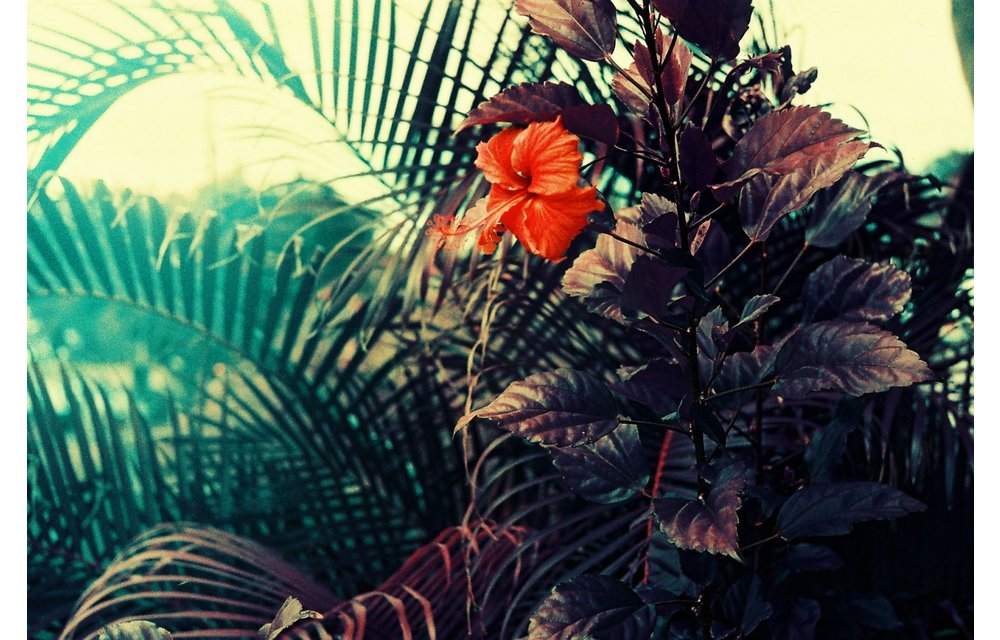Lomography Lomochrome Purple XR 100-400 ASA 35mm Single Roll