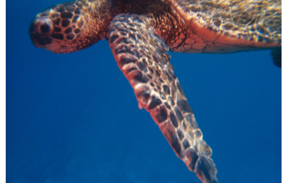Analogue Aqua - Simple Use Reloadable Camera & Underwater Case - Color Negative 400