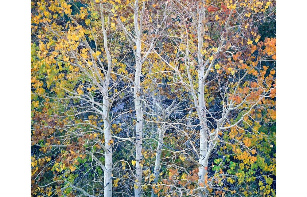 Complete Series - Color Processing Fundamentals - Online Live