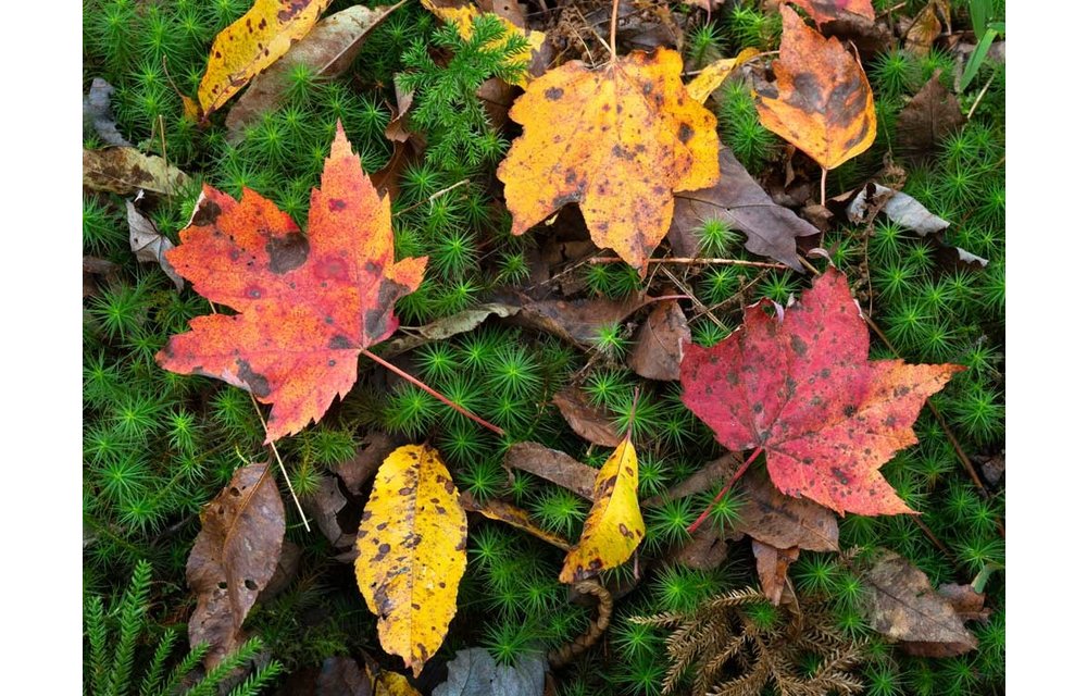 Complete Series - Color Processing Fundamentals - Online Live