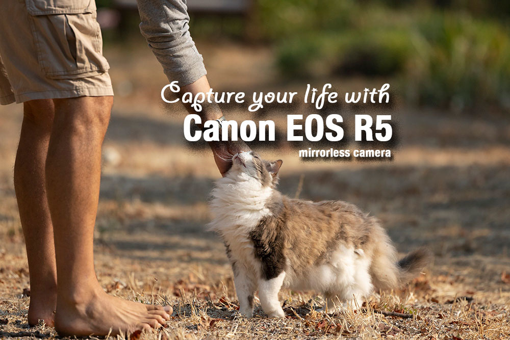 A Lot to Love: The Canon EOS R5 and RF 70-200 f2.8 Lens