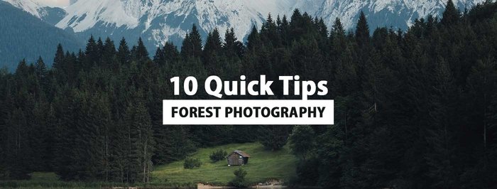 10 Quick Tips for Forest Photography - From Our Friends at Olympus