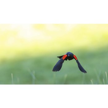 Looking Glass Photographing Birds in Flight - for intermediate photographers (begins June 9th)