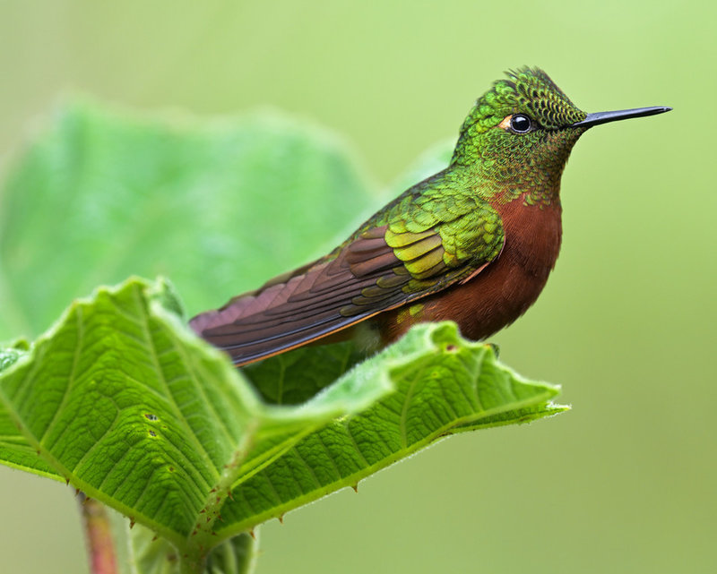 Looking Glass Birds of the Cloud Forest: Full Registration