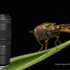 Macro Photography with the Canon RF 100mm F2.8L Macro